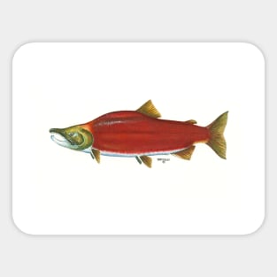 sockeye Sticker